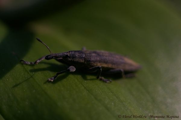 Фрачник (Lixus sp)
Ключевые слова: Фрачник Lixus 