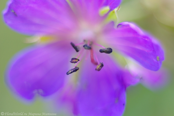 Герань луговая — Geranium  pratense
Ключевые слова: Герань луговая Geranium  pratense