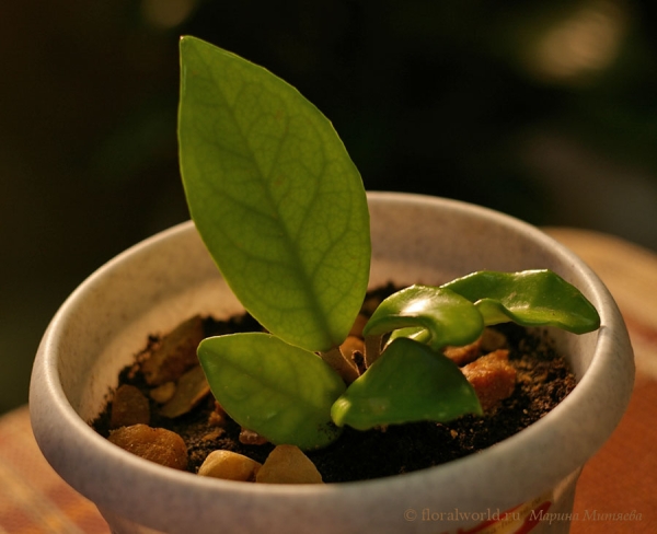 Хойя после посадки
[url=http://www.floralworld.ru/encyclopedia/plants/Hoya.html]Статья о хойе на моем сайте [/url]
[url=http://floralworld.ru/forum/index.php?topic=92.0]Обсуждении хойи на форуме [/url]

Ключевые слова: хойя hoya