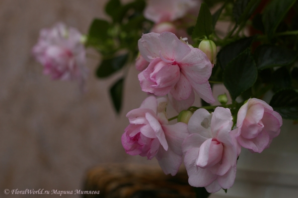 impatiens apple blossom
Ключевые слова: impatiens apple blossom