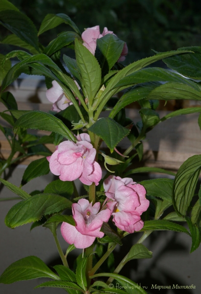 Бальзамин садовый (Impatiens balsamina)
Цветки должны били быть махровыми белыми или красными. 
Ключевые слова: Бальзамин садовый Impatiens balsamina