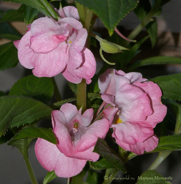 Бальзамин садовый (Impatiens balsamina)
Эти цветы приятно пахли, мне этот аромат напомнил запах белого вина. 
Ключевые слова: Бальзамин садовый Impatiens balsamina