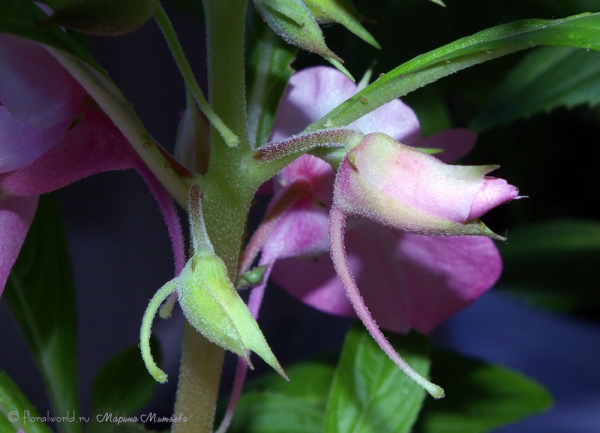 Бальзамин садовый (Impatiens balsamina)
Ключевые слова: Бальзамин садовый Impatiens balsamina