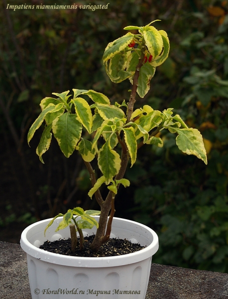 impatiens niamniamensis variegated
Ключевые слова: impatiens niamniamensis variegated