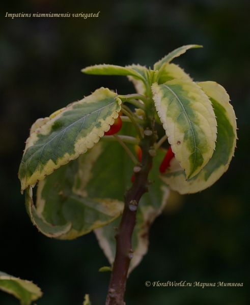 impatiens niamniamensis variegated
Ключевые слова: impatiens niamniamensis variegated