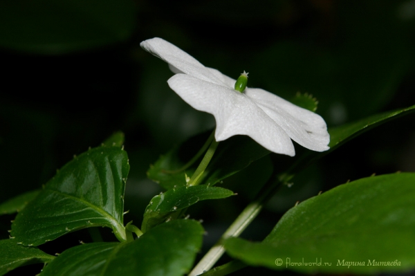 Бальзамин Валера (Impatiens_waleriana)
Ключевые слова: Бальзамин Валера Impatiens_waleriana