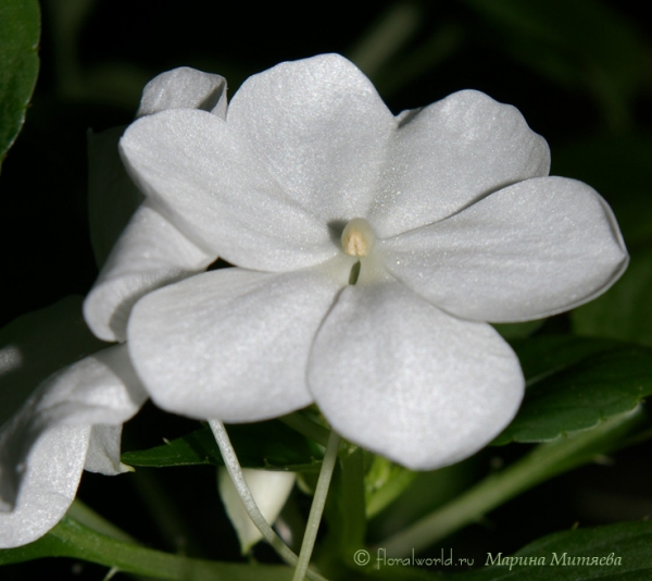 Бальзамин Валера (Impatiens_waleriana)
Ключевые слова: Бальзамин Валера Impatiens_waleriana