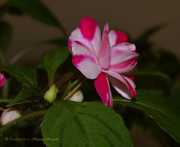 Бальзамин Валера (Impatiens_waleriana)
Ключевые слова: Бальзамин Валера Impatiens_waleriana