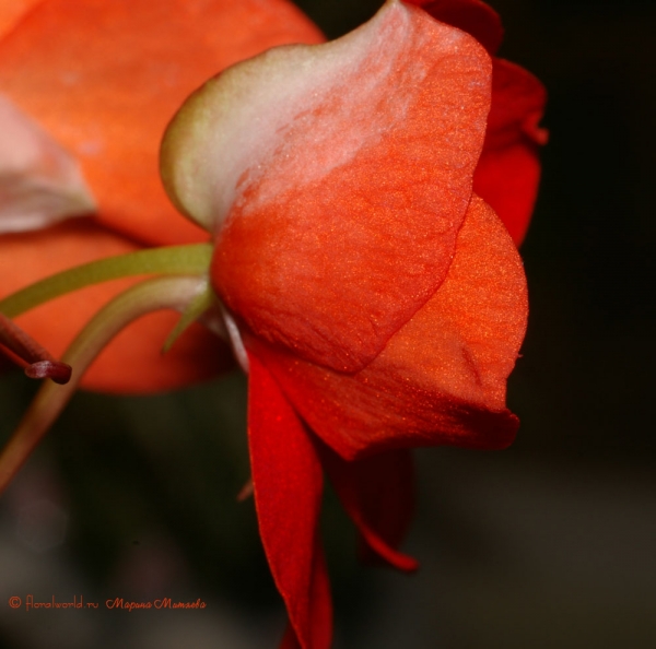 Бальзамин Валера (Impatiens_waleriana)
Какой профиль :-)
Ключевые слова: Бальзамин Валера Impatiens_waleriana