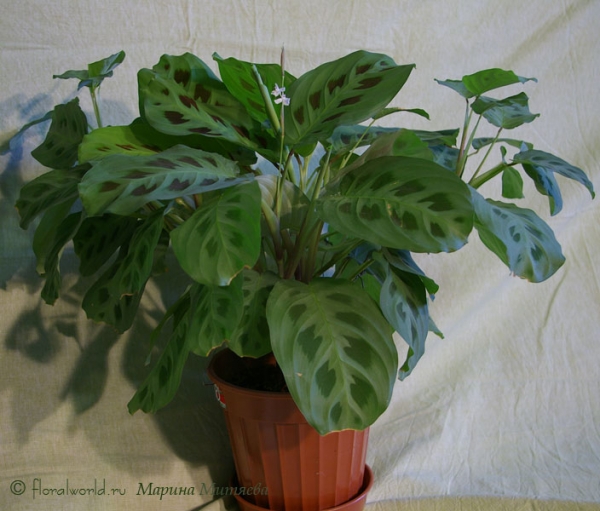 Маранта беложильчатая разн. Керховена (Maranta leuconeura var. kerchoveana)
Моя маранта в 2007 году  :-)

[url=http://www.floralworld.ru/encyclopedia/plants/Maranta.html]Статья про Маранту на сайте[/url]

[url=http://floralworld.ru/forum/maranta_maranta-t5.0.html]Обсуждение Маранты на форуме[/url]
Ключевые слова: Маранта беложильчатая Керховена Maranta leuconeura var. kerchoveana