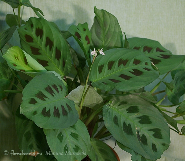 Маранта беложильчатая разн. Керховена (Maranta leuconeura var. kerchoveana)
Вот так Маранта цветет
Ключевые слова: Маранта беложильчатая Керховена Maranta leuconeura var. kerchoveana