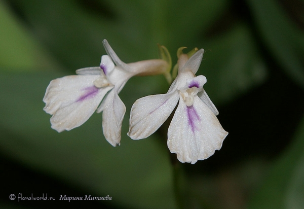 Цветы маранты  беложильчатой разн. Керховена (Maranta leuconeura var. kerchoveana)
Ключевые слова: Маранта беложильчатая Керховена Maranta leuconeura var. kerchoveana