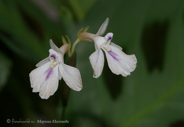 Цветы маранты  беложильчатой разн. Керховена (Maranta leuconeura var. kerchoveana)
Утром распускаются, а к вечеру уже отцветает. 
Ключевые слова: Маранта беложильчатая Керховена Maranta leuconeura var. kerchoveana