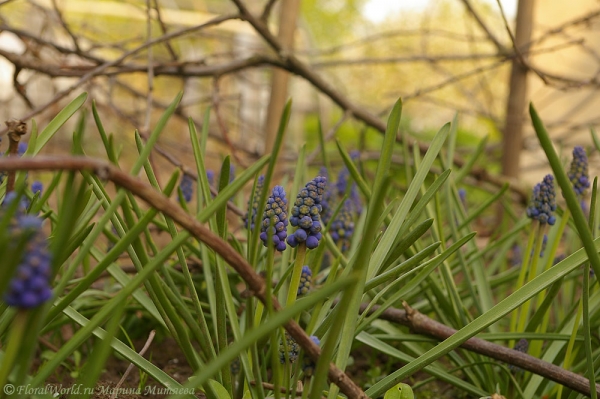 Мускари армянский (Muscari armeniacum)
Ключевые слова: Мускари армянский Muscari armeniacum фото весна цветы