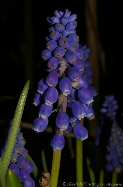 Мускари армянский (Muscari armeniacum)
Ключевые слова: Мускари армянский Muscari armeniacum фото весна цветы