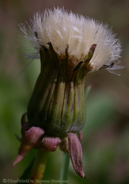 oduvan_2008-4-1.jpg