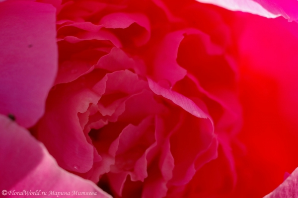 Пион (Paeonia)
Ключевые слова: пион Paeonia