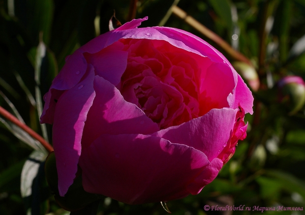 Пион (Paeonia)
Ключевые слова: пион Paeonia