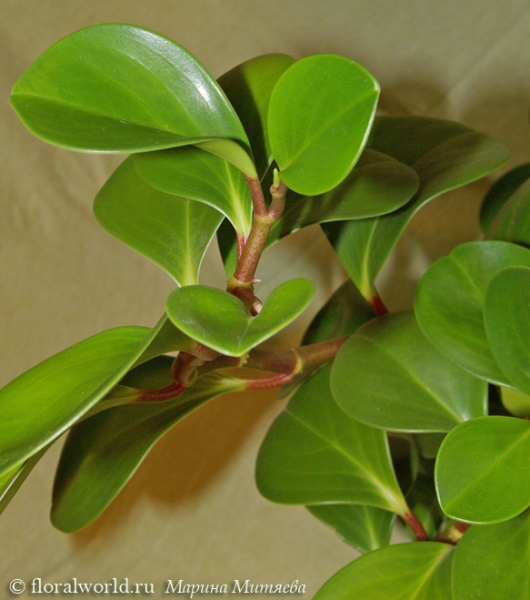 Пеперомия туполистная  (Peperomia obtusifolia)
Пеперомия туполистная появилась у меня прошлым летом, благодаря моей маме. Укоренилась она легко и цвела в прошлом и в этом году. Цветоносы длинные 15-20 см, и похожи на крысиные хвостики. В этом году она разрослась, большая такая, и занимает много места вширь, ее можно выращивать в подвешенном состоянии.

[url=http://floralworld.ru/forum/index.php?topic=118.0]Обсуждение пеперомии на форуме [/url]
[url=http://www.floralworld.ru/encyclopedia/plants/Peperomia.html] Статья о пеперомии на моем сайте[/url]
Ключевые слова: Пеперомия туполистная  Peperomia obtusifolia