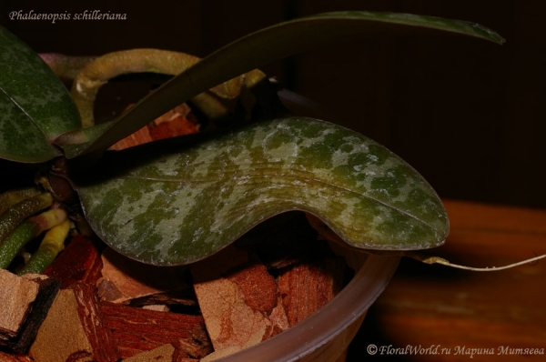 Phalaenopsis schilleriana
Ключевые слова: phalaenopsis schilleriana