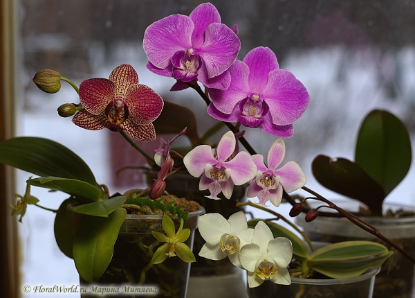 Общий фото
Ключевые слова: Phalaenopsis schilleriana and Phalaenopsis amabilis