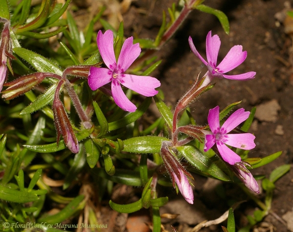 Флокс игольчатый (Phlox subulata)
Ключевые слова: Флокс игольчатый Phlox subulata цветы фото