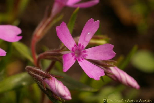 Флокс игольчатый (Phlox subulata)
Ключевые слова: Флокс игольчатый Phlox subulata цветы фото