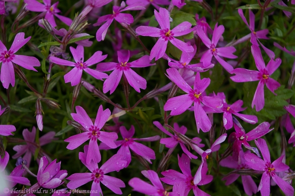 Флок игольчатый (Phlox subulata)
Ключевые слова: Флок игольчатый Phlox subulata цветы фото