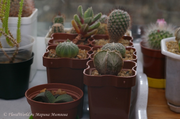 cactuses
Ключевые слова: cactuses