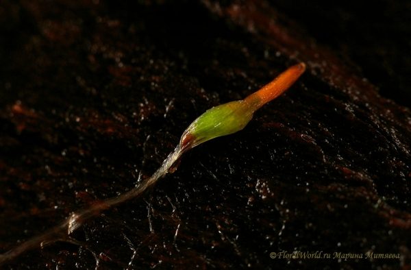 Семена тилландсии под сильным увеличением. Семена предположительно Tillandsia tricolor
Ключевые слова: семена тилландсии фото 