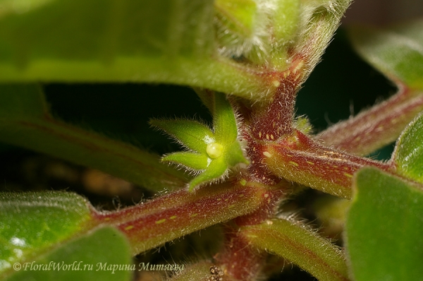  Синнингия прекрасная (Sinningia speciosa)
Ключевые слова: Синнингия прекрасная Sinningia speciosa  Глоксиния Gloxinia фото