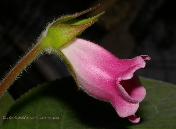  Синнингия прекрасная (Sinningia speciosa)
Ключевые слова: Синнингия прекрасная Sinningia speciosa  Глоксиния Gloxinia фото