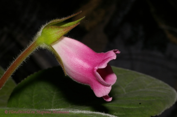  Синнингия прекрасная (Sinningia speciosa)
Ключевые слова: Синнингия прекрасная Sinningia speciosa  Глоксиния Gloxinia фото