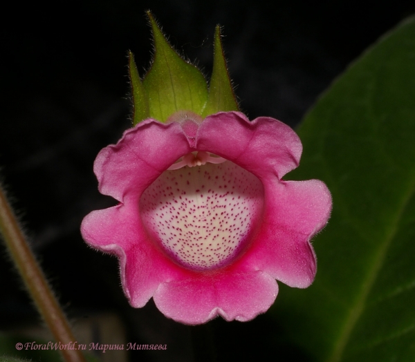  Синнингия прекрасная (Sinningia speciosa)
Этот цветок получился как будто в короне :-) 
Ключевые слова: Синнингия прекрасная Sinningia speciosa  Глоксиния Gloxinia фото