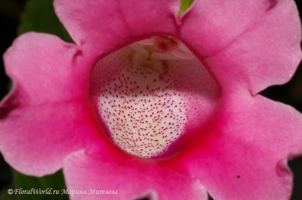  Синнингия прекрасная (Sinningia speciosa)
Синнингия прекрасная (Sinningia speciosa) или Глоксиния (Gloxinia)
Ключевые слова: Синнингия прекрасная Sinningia speciosa  Глоксиния Gloxinia фото