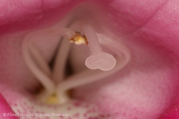  Синнингия прекрасная (Sinningia speciosa)
Ключевые слова: Синнингия прекрасная Sinningia speciosa  Глоксиния Gloxinia фото