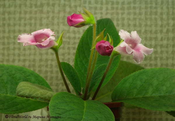  Синнингия прекрасная (Sinningia speciosa)
Ключевые слова: Синнингия прекрасная Sinningia speciosa  Глоксиния Gloxinia фото