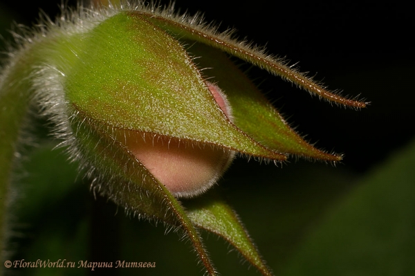  Синнингия прекрасная (Sinningia speciosa)
Ключевые слова: Синнингия прекрасная Sinningia speciosa  Глоксиния Gloxinia фото