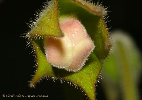  Синнингия прекрасная (Sinningia speciosa)
Ключевые слова: Синнингия прекрасная Sinningia speciosa  Глоксиния Gloxinia фото