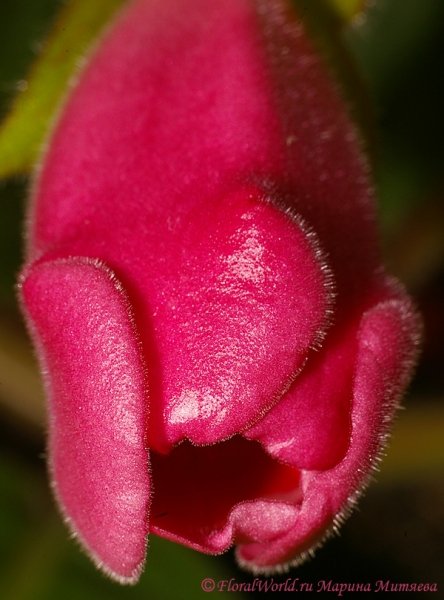  Синнингия прекрасная (Sinningia speciosa)
Ключевые слова: Синнингия прекрасная Sinningia speciosa  Глоксиния Gloxinia фото