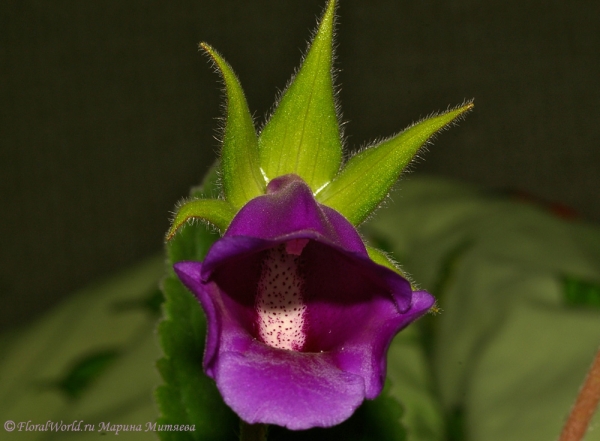  Синнингия прекрасная (Sinningia speciosa)
Ключевые слова: Синнингия прекрасная Sinningia speciosa  Глоксиния Gloxinia фото