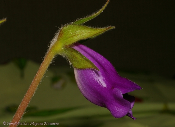  Синнингия прекрасная (Sinningia speciosa)
Ключевые слова: Синнингия прекрасная Sinningia speciosa  Глоксиния Gloxinia фото