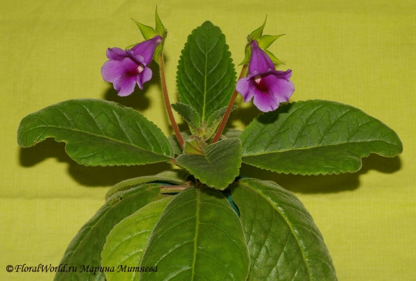  Синнингия прекрасная (Sinningia speciosa)
Ключевые слова: Синнингия прекрасная Sinningia speciosa  Глоксиния Gloxinia фото