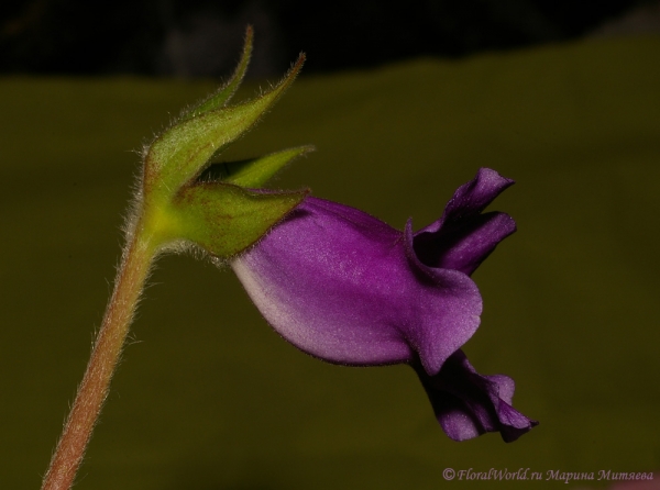  Синнингия прекрасная (Sinningia speciosa)
Ключевые слова: Синнингия прекрасная Sinningia speciosa  Глоксиния Gloxinia фото