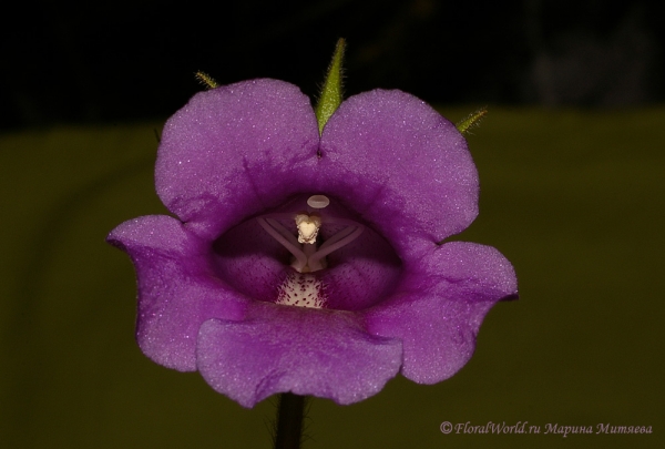 Ключевые слова: Синнингия прекрасная Sinningia speciosa  Глоксиния Gloxinia фото