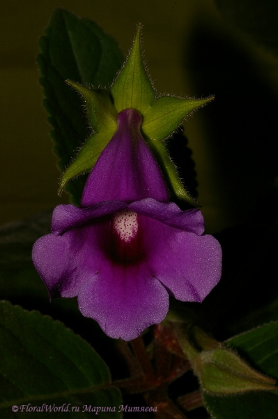 Ключевые слова: Синнингия прекрасная Sinningia speciosa  Глоксиния Gloxinia фото