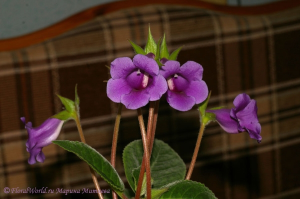 Синнингия прекрасная (Sinningia speciosa), или всем известная Глоксиния
Ключевые слова: Синнингия прекрасная Sinningia speciosa  Глоксиния Gloxinia фото