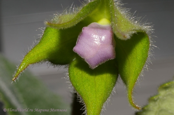 Ключевые слова: Синнингия прекрасная Sinningia speciosa  Глоксиния Gloxinia фото