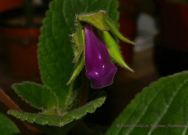 Ключевые слова: Синнингия прекрасная Sinningia speciosa  Глоксиния Gloxinia фото