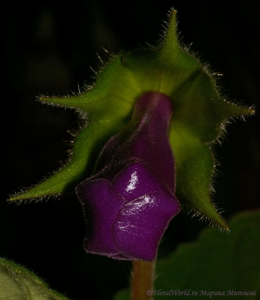 Ключевые слова: Синнингия прекрасная Sinningia speciosa  Глоксиния Gloxinia фото